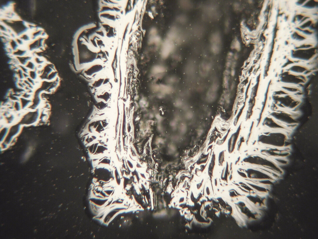 Biochar cellular structure 20μm