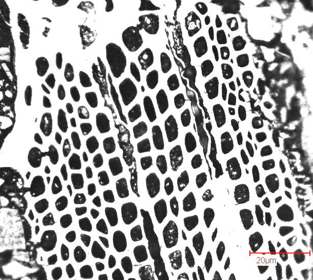 Biochar speckled pattern 100μm