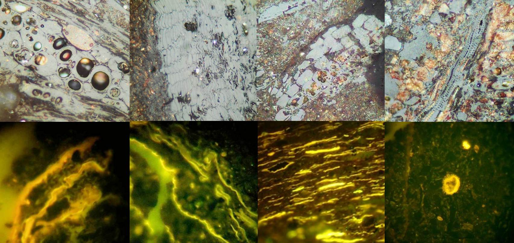 Organic matter analysis