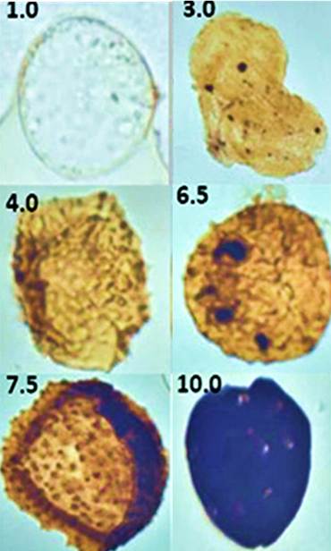 TAI SCI